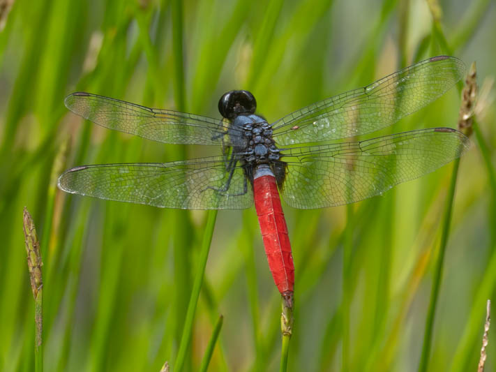Planiplax sanguiniventris (Mexican Scarlet-tail) male.jpg